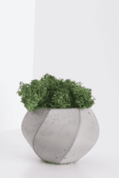 Button Fern